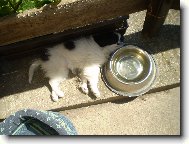 Až se vzbudím napiji se