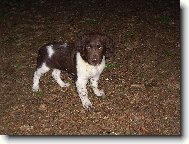 Ir ze Sezemských borečků