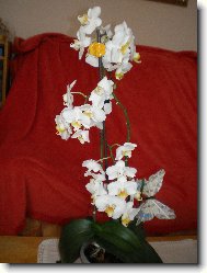 naše bílá krasavice