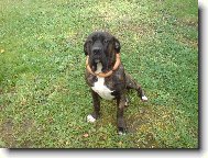 mou a buřty k výročí