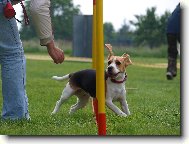 Bígl - Mája agility