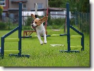 Bígl Mája - agility