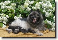 Vlčí špic z Re-Jan Moravia - štěňata I.. R-J M 6/09