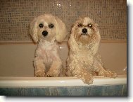 Společné koupání