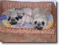 Naše Mopsí děti ŇŮŇA, VŮVA A MŮFA