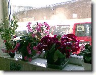 kohleria růžová   a gloxinie