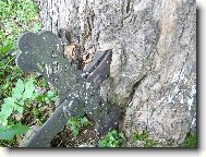 Kříž zarostlý do stromu