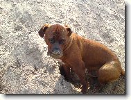 Gorbík, číchání do písku