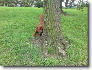 Gorbík, jako brankář