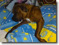 Gorbík to zkusil v posteli