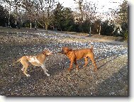 Gorbík, s kamarádem Artusem