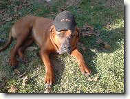 Gorbík, montér od Protoolu