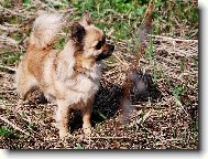 čivava Celestine Jolly Pixie