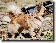 čivava CH Celestine Jolly Pixie