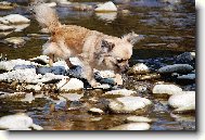 čivava Celestine Jolly Pixie