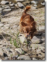 čivava Cassiopeia Space beauty