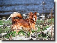 čivava Cassiopeia Space beauty