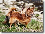 čivava - chihuahua Cassiopeia Space beauty