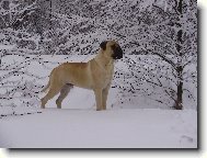 Gordon Naděje ze Zvole