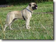 GORDON Naděje ze Zvole