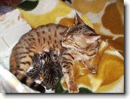 Bengálská koťátka