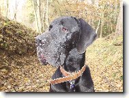 Bizard Queen Harlekýn