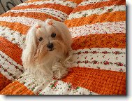 maltézáček fenka Jessinka