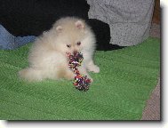 štěně pomeranian