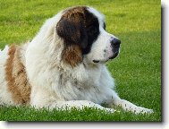 Carevna Anastazie Z rodu Romanovců