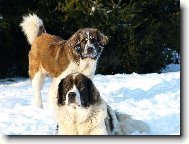 Moskevský strážní pes