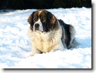 Moskevský strážní pes