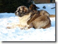 Moskevský strážní pes