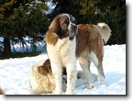 Moskevský strážní pes