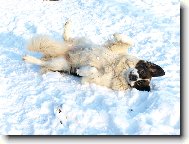 Moskevský strážní pes