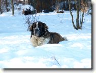 Moskevský strážní pes