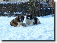 Moskevský strážní pes