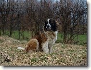 Moskevský strážní pes