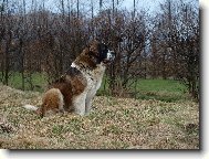 Moskevský strážní pes