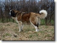 Moskevský strážní pes