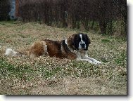 Moskevský strážní pes