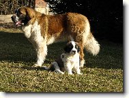 Moskevský strážní pes