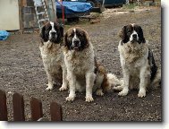 Moskevský strážní pes