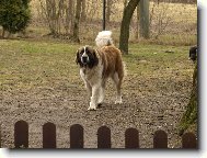 Moskevský strážní pes