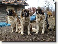 Moskevský strážní pes