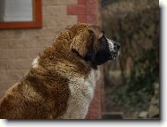 Moskevský strážní pes