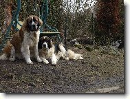 Moskevský strážní pes