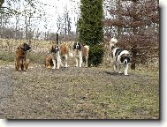 Moskevský strážní pes