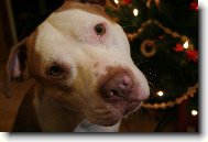 áš miláček ALFI - BEN