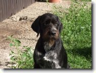 Emír z Myslivcova dvora