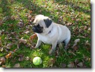 Jesenná prechádzka